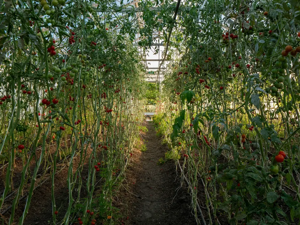 Rows of tomato plants either side of a path in a glasshouse
